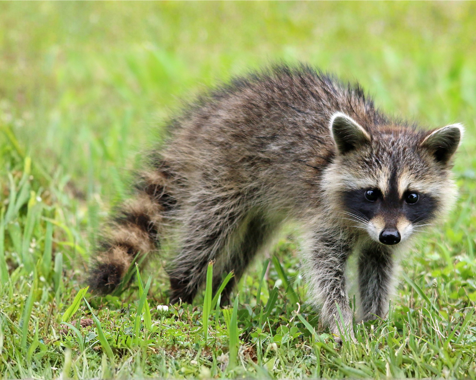 Raccoon standing in grass.