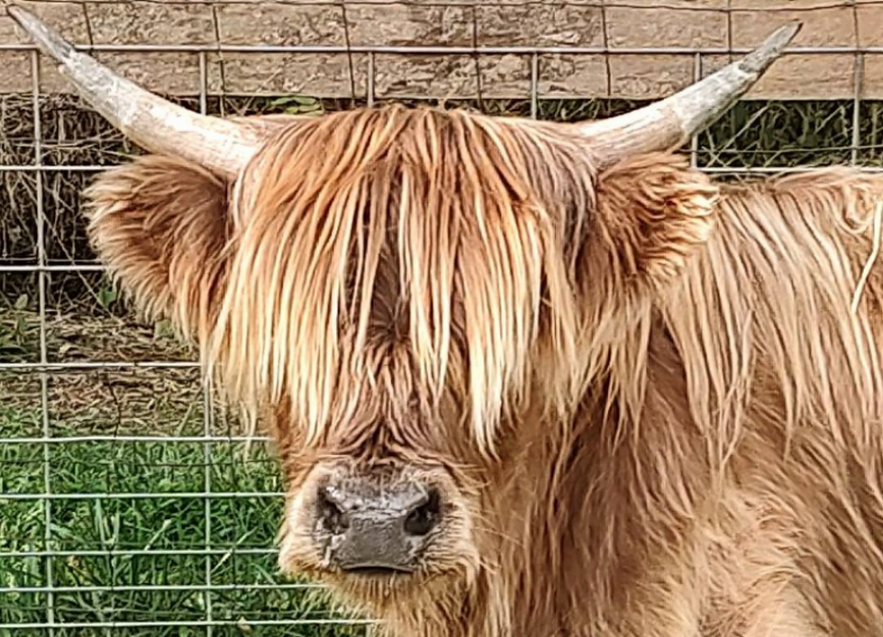 Closeup of a miniature Highland cow's face as it's standing in a grassy fenced in area.