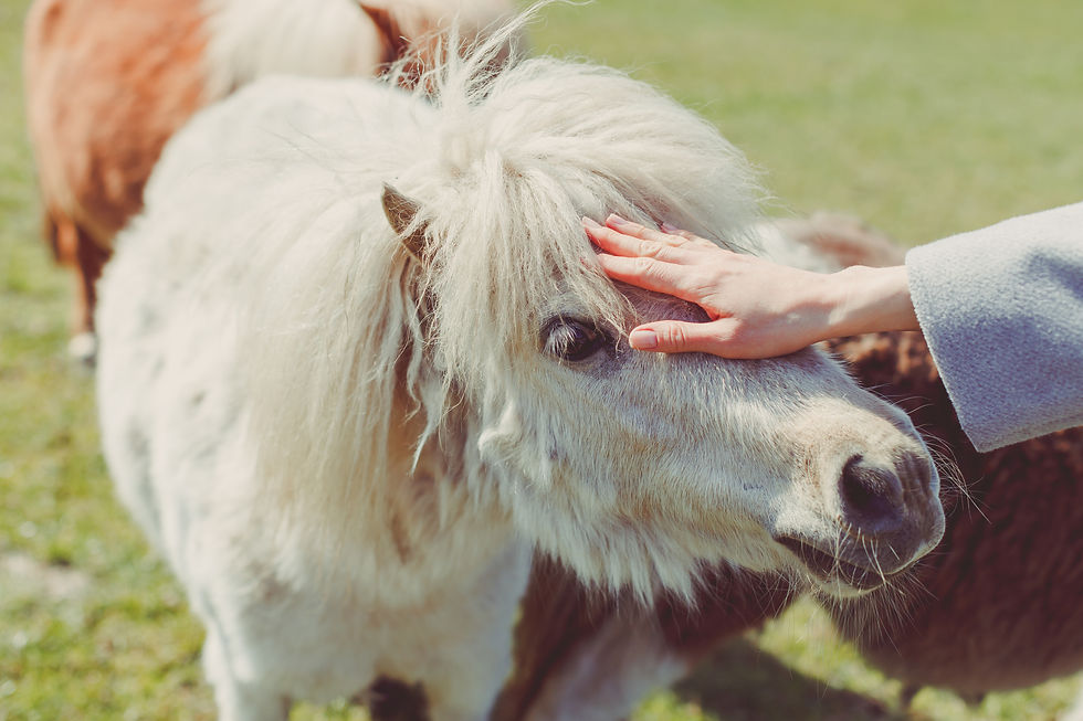 Close up a white miniature horse with someone's hand stroking it's face