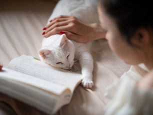 Woman with red nails pets a sleepy white cat lying on an open book, creating a calm and cozy atmosphere on a bed.